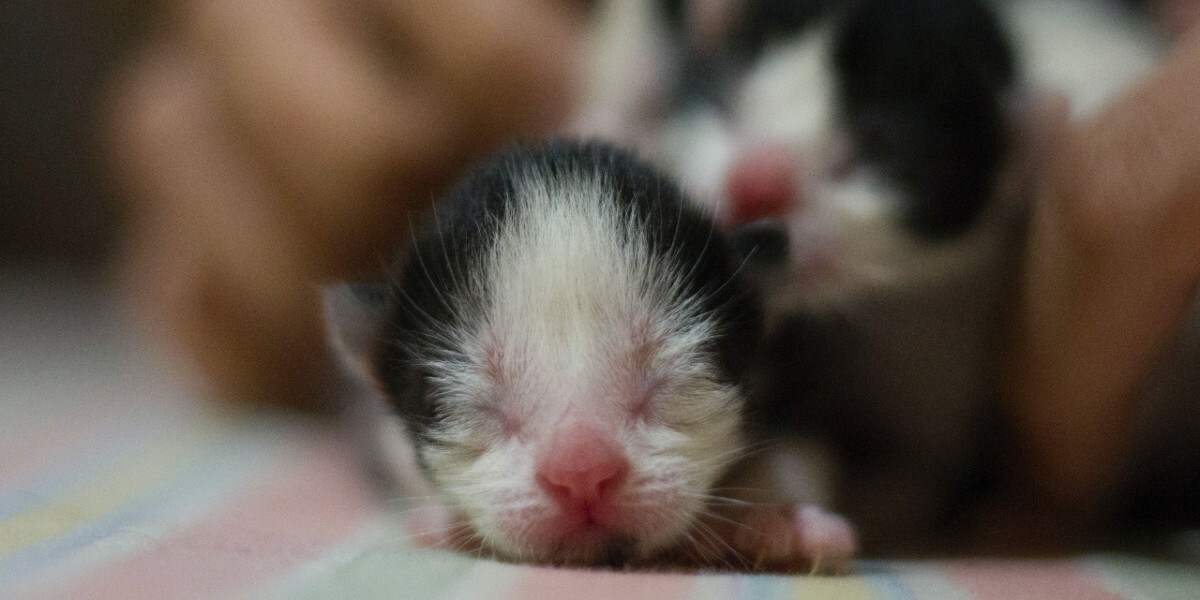 Tout Savoir Sur La Gestation Du Chat Tout Savoir Sur La Gestation Du Chat