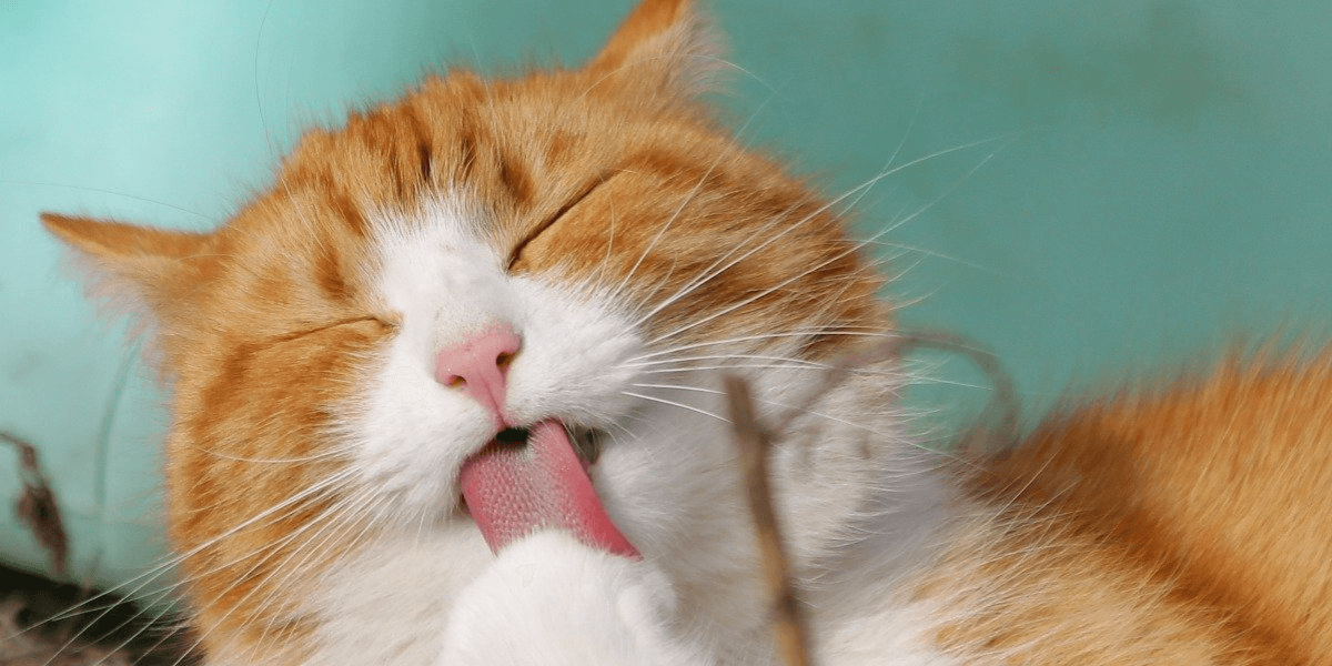 Tout Savoir Sur L Occlusion Intestinale Chez Le Chat La Ferme Des Animaux Le Blog De La Ferme