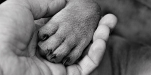 Que faire lorsque son chien a une griffe cassée ? Les conseils de 