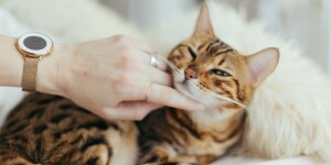 Esperance De Vie D Un Chat