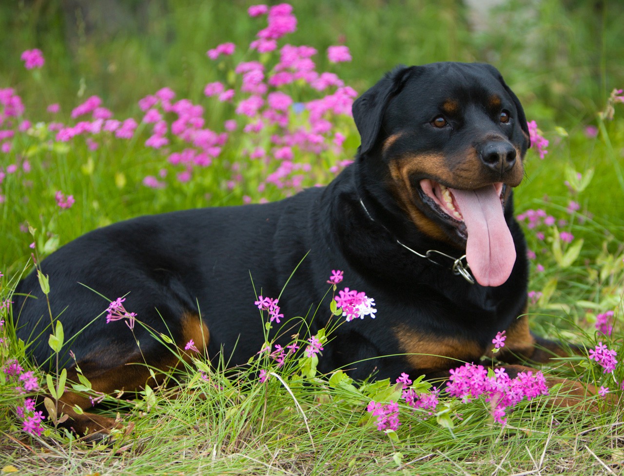 Le Rottweiler | Le blog de la ferme
