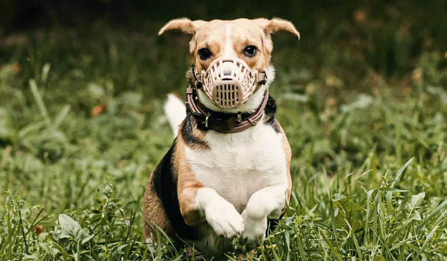 porte bébé pour chien