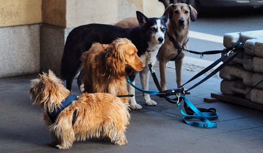 Comment promener 2 chiens en laisse Polytrans Comment promener 2 chiens en laisse Polytrans