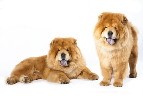 chow chow information
