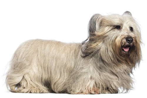 Skye terrier fiche de race Polytrans