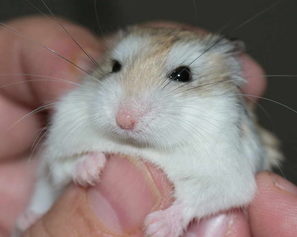 Hamster De Roborovski Tout Savoir A Son Sujet Le Blog De La Ferme