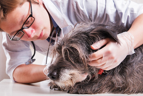 La Maladie De Peau Du Chien Reaction Allergique Ou Parasites Polytrans