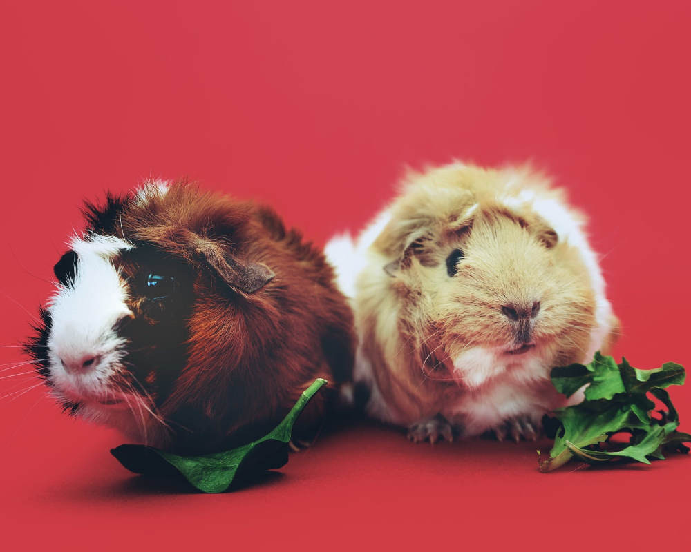 Lapin Ou Cochon D Inde Lequel Choisir Pour Adopter Le Blog De La Ferme