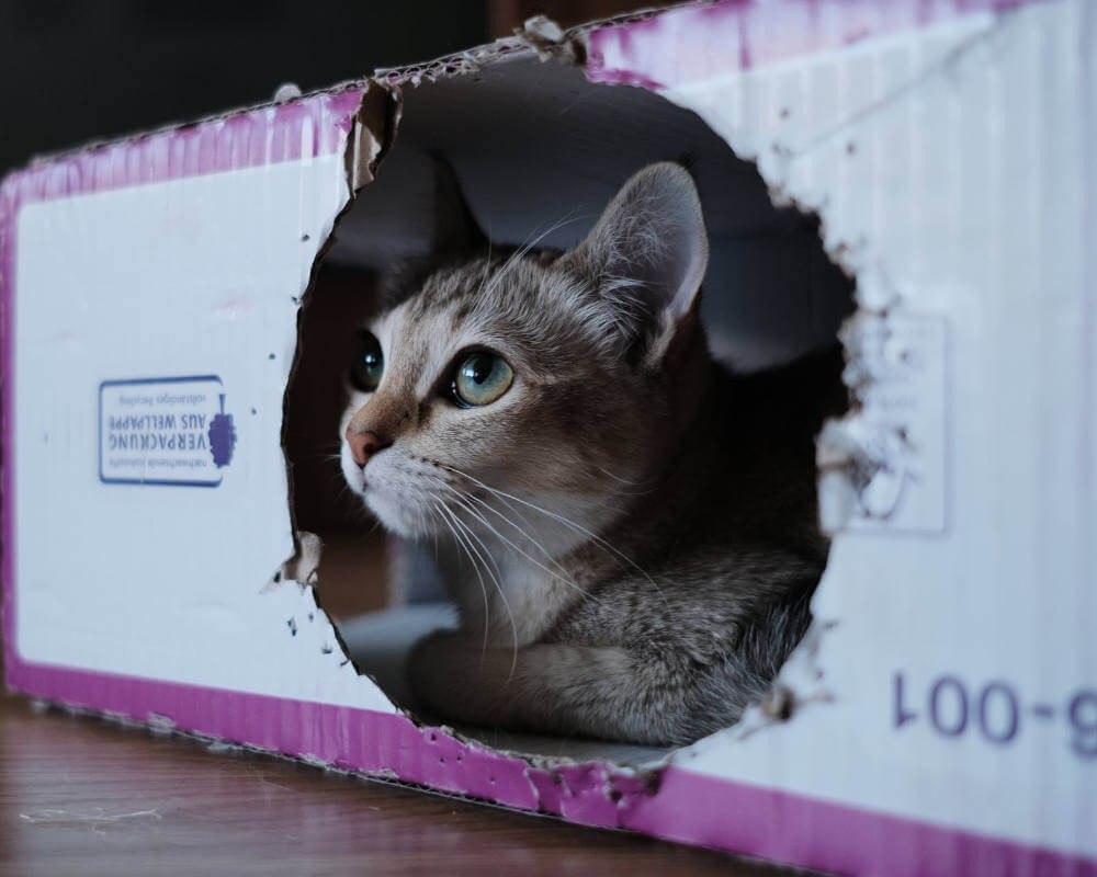 Pourquoi Les Chats Aiment Ils Les Boites Polytrans