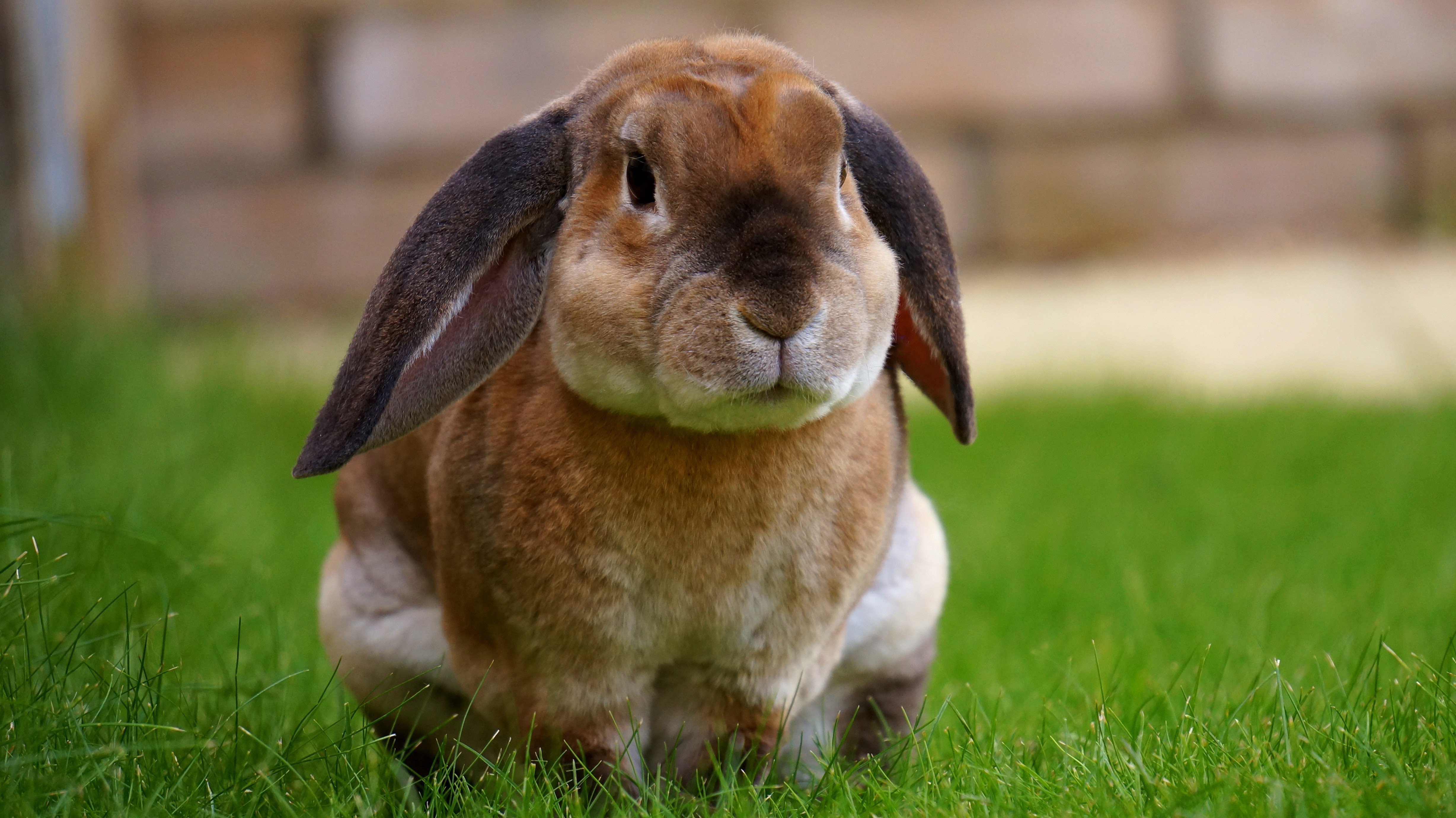 Rongeur ou lapin malade comment le savoir ? Le blog de la ferme