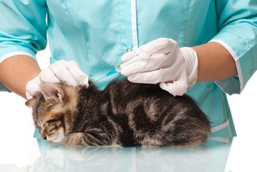Tout Savoir Sur Le Vaccin Du Chat Polytrans
