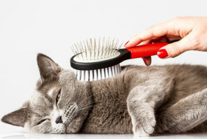 Comment Laver Son Chat Polytrans