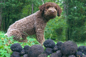 Éduquer son chien au cavage - chiens truffiers  Polytrans