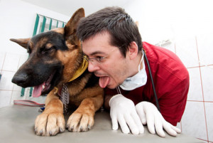 Particularite Du Chien Difference Entre L Homme Et Le Chien Polytrans