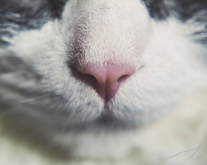 Quelles Sont Les Meilleures Croquettes Pour Chat Le Blog De La Ferme