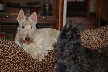 Elevage DU CLOS DES FOSSEAUX Scottish Terrier *