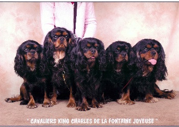 Elevage FONTAINE JOYEUSE Cavalier King Charles Spaniel *