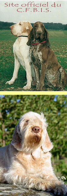 Club Français du Braque Italien et du Spinone