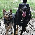 CANIS LORRIS activités autour du chien