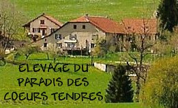 Elevage DU PARADIS DES COEURS TENDRES Bearded Collie *