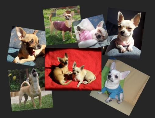 Elevage LOVELY GANGSTERS Chihuahua Kennel Hungary*