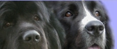 Club Français du Chien Terre-Neuve et du Landseer *