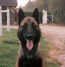 Elevage MISTRALOUPS Berger Belge Malinois