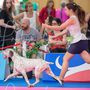 DU PECH DU CAYROL eleveur de chiens Braque du Bourbonnais*