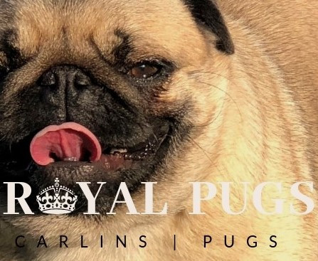 CARLINS ROYAL PUGSElevage Carlin Chiots Pug Puppies*