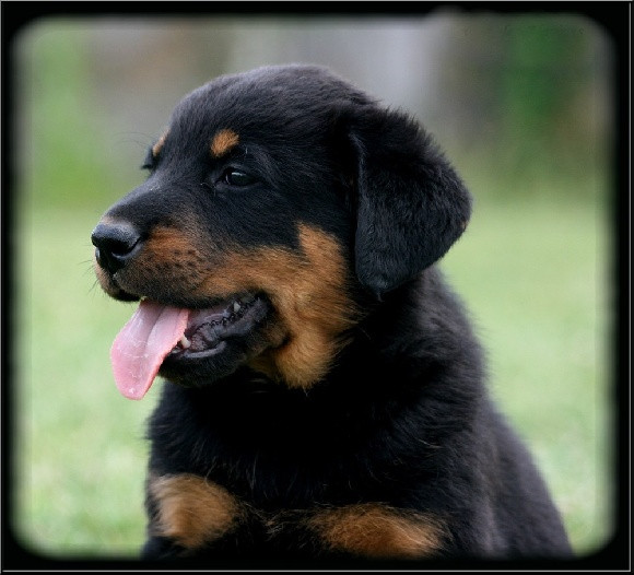 Elevage DES ALEXINES Beauceron *