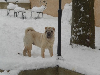 Elevage DES LARMES DE YAO LYNE Shar Pei*