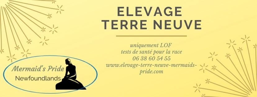 Elevage Terre-Neuve Mermaid's Pride