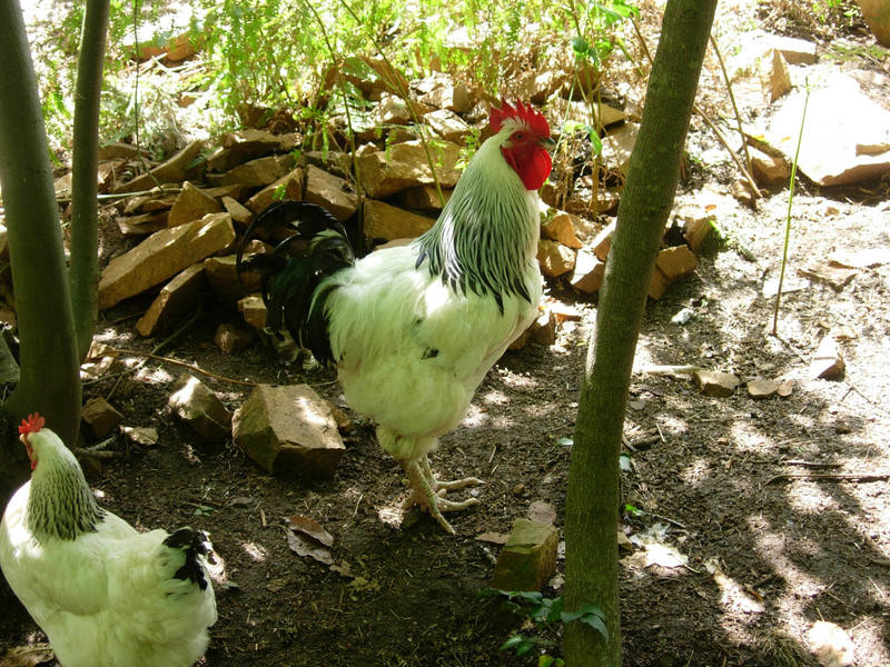 Elevage de POULES SUSSEX *