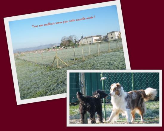 Club Education Canine Agility Obéissance Sud Gironde