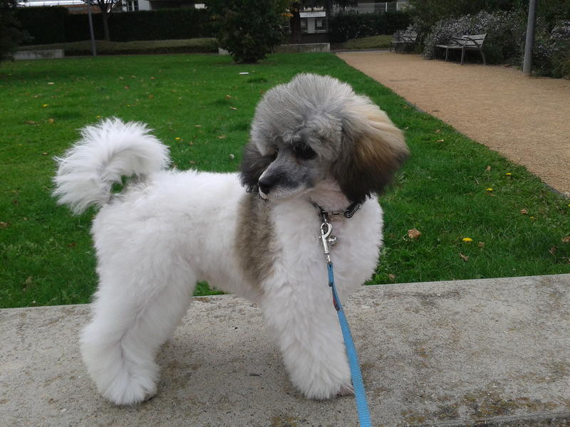 A POIL ET COMPAGNIE toilettage canin à domicile*