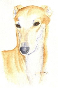 Elevage DOMAINE DE PHARAMOND Greyhounds*