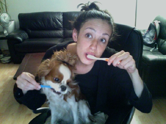 Elevage D'YVONNIERE Cavalier King Charles Spaniel *