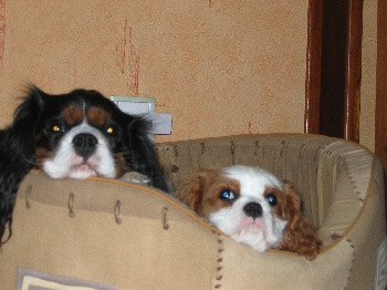Elevage DE LA MONTAGNE AUX LAPINS Cavalier King Charles Spaniel *