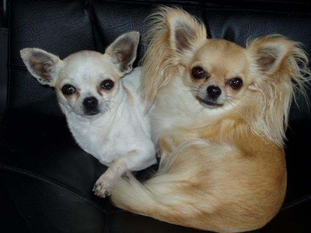 Elevage AU BONHEUR DU CHI Chihuahua*