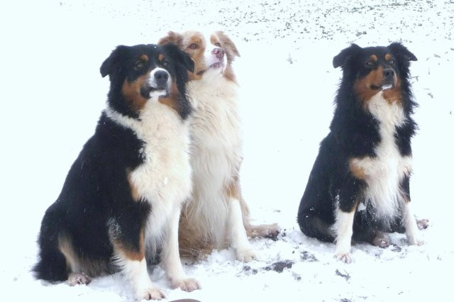 Blog SAINT REMY RANCH de Australian sheperds *