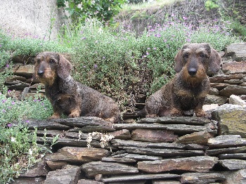 Elevage DES CEVENNES LOZERIENNES Teckel poil dur *