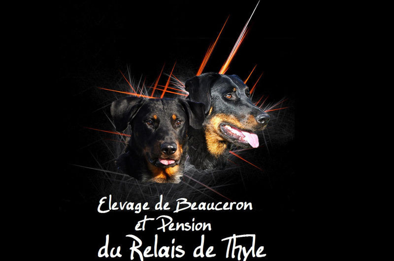 Elevage pension DU RELAIS DE THYLE Beauceron*