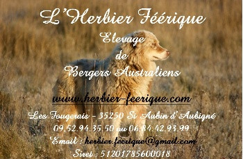 Elevage HERBIER FEERIQUE Berger Australien