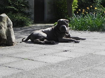 Elevage DES FLEURS DE SABLE Shar Pei