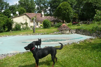 Elevage DOMAINE DES PICVERTS Berger de Beauce Beaucerons bas rouges *