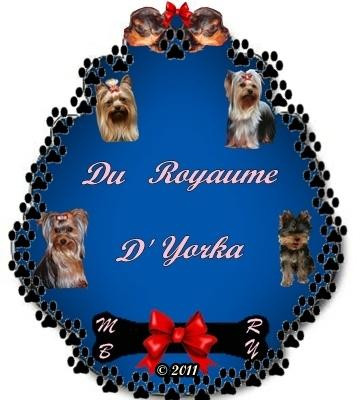 Elevage ROYAUME D YORKA Yorkshire et Epagneul nain Continental *