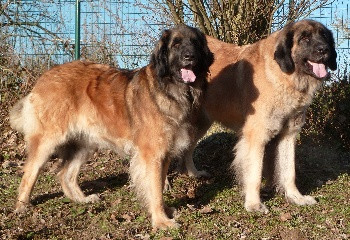 Elevage DE LA HAUTE TENUE Epagneul Tibetain & Leonberg *