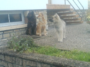 Elevage Du Royaume Des Etangs Eurasier*