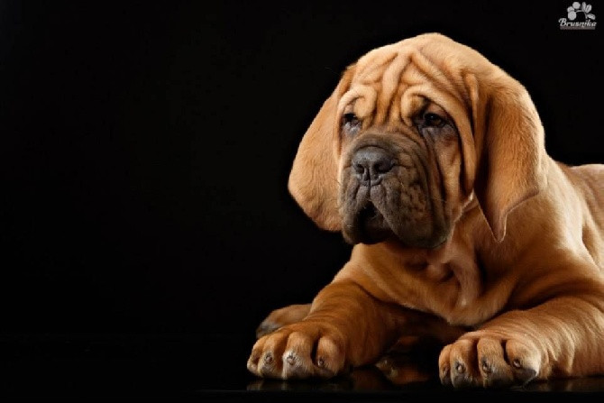 Elevage DE LA TRIBU DE LAZA Dogue de Bordeaux *