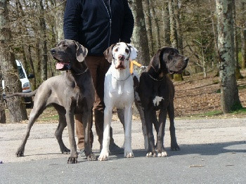 Elevage DES SAPHIRS D ATLANTIS Dogue allemand*